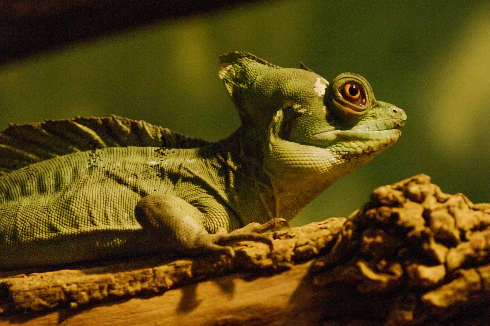 2016-02-02 – Allwetterzoo Münster