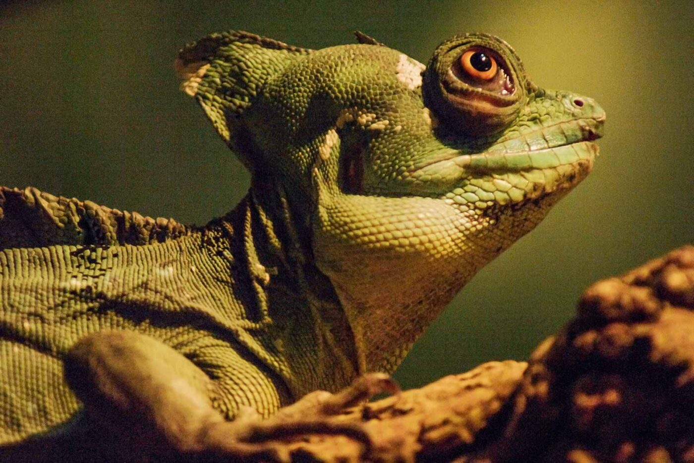 2016-02-02 - Allwetterzoo Münster