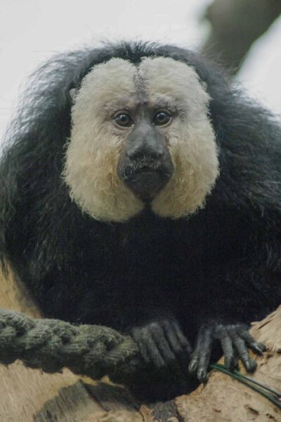 2016-02-02 - Allwetterzoo Münster