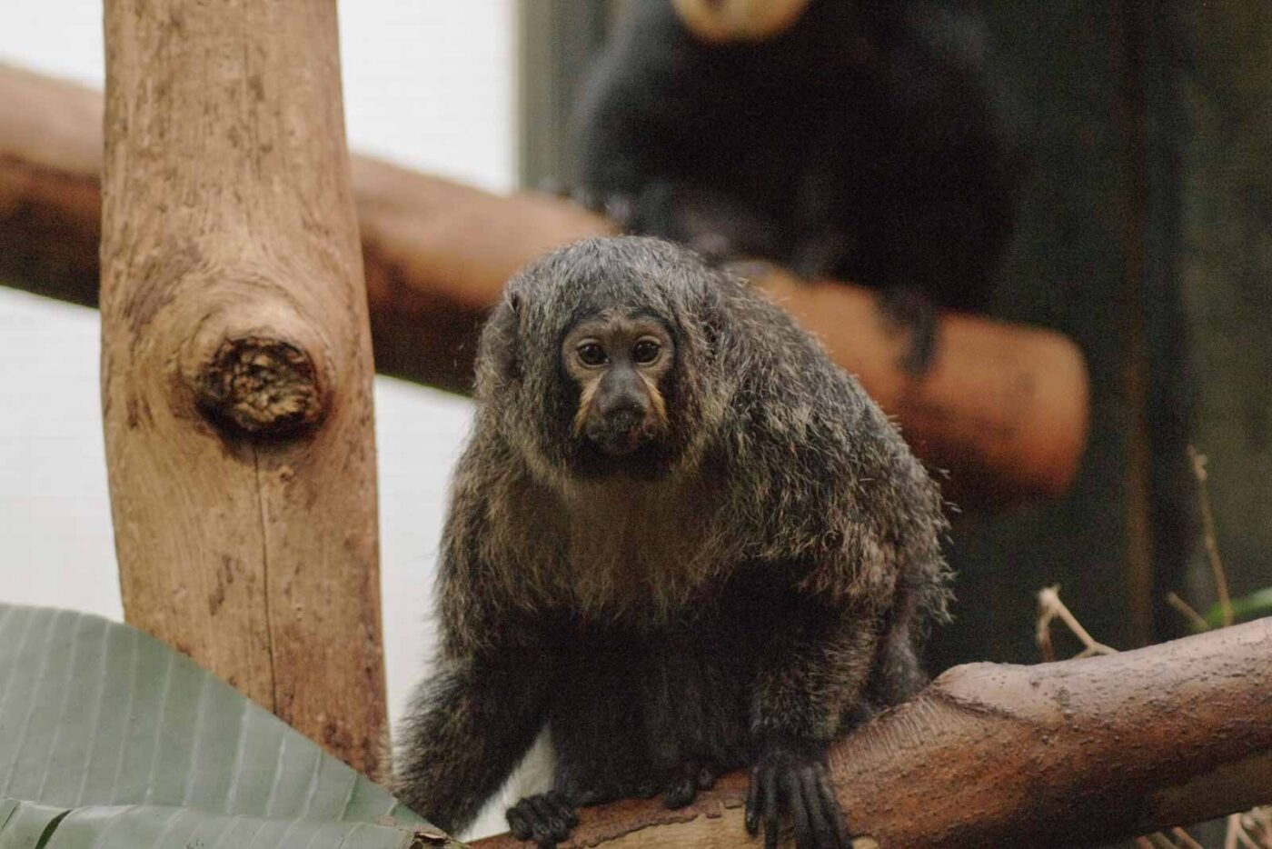 2016-02-02 - Allwetterzoo Münster