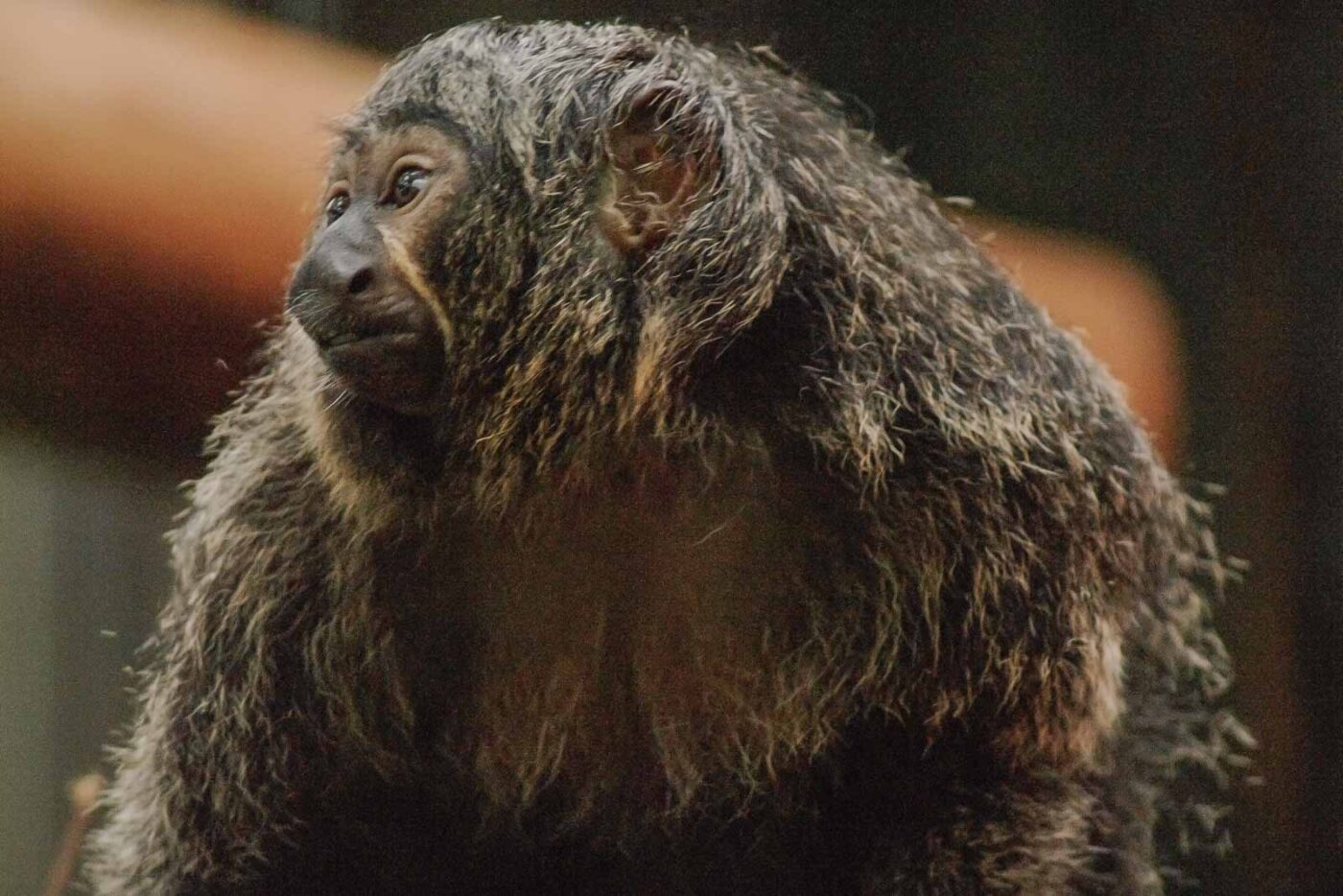 2016-02-02 - Allwetterzoo Münster