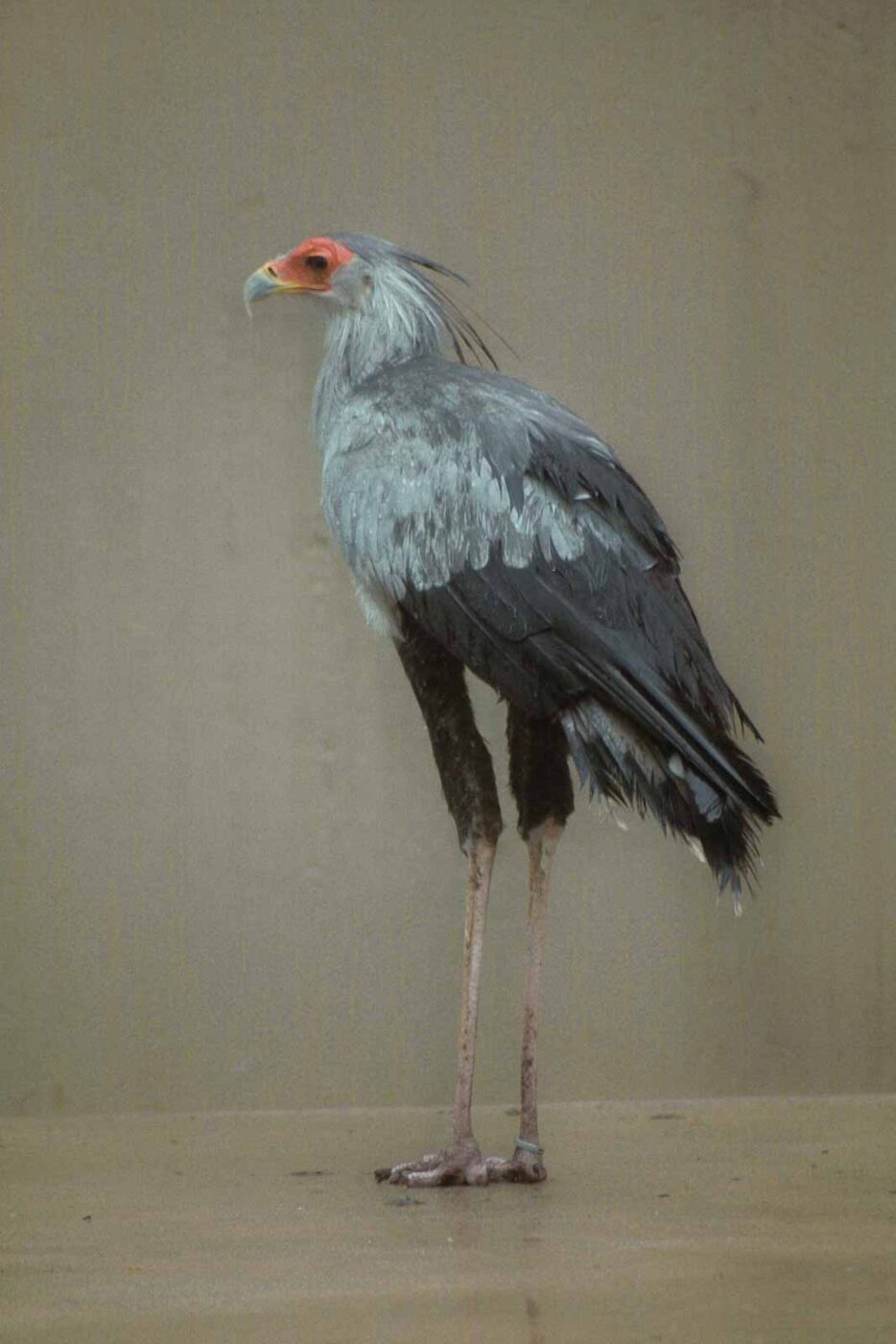 2016-02-02 - Allwetterzoo Münster