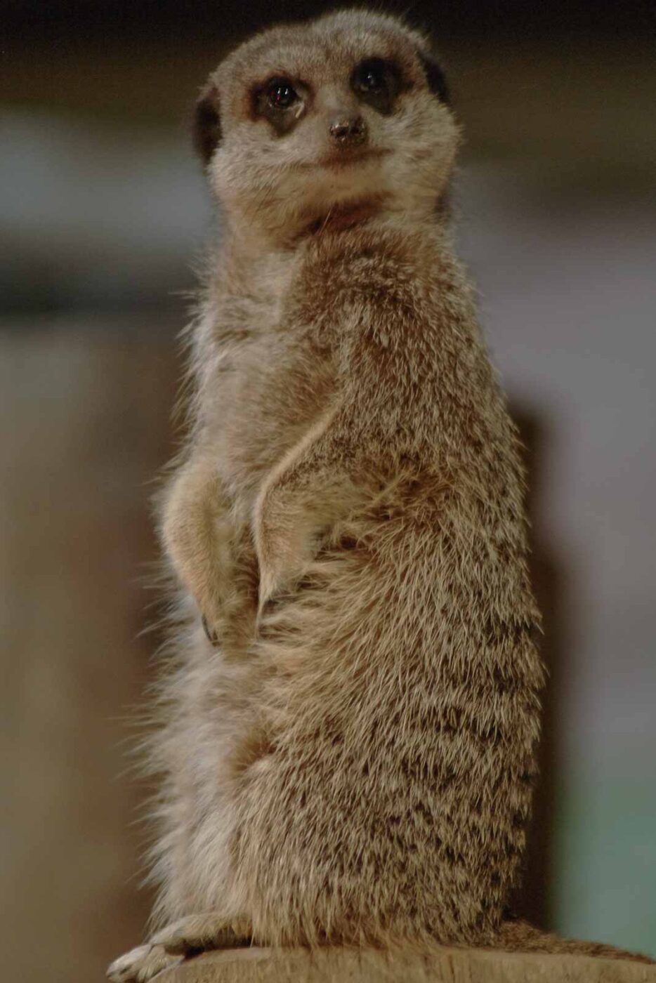 2016-02-02 - Allwetterzoo Münster