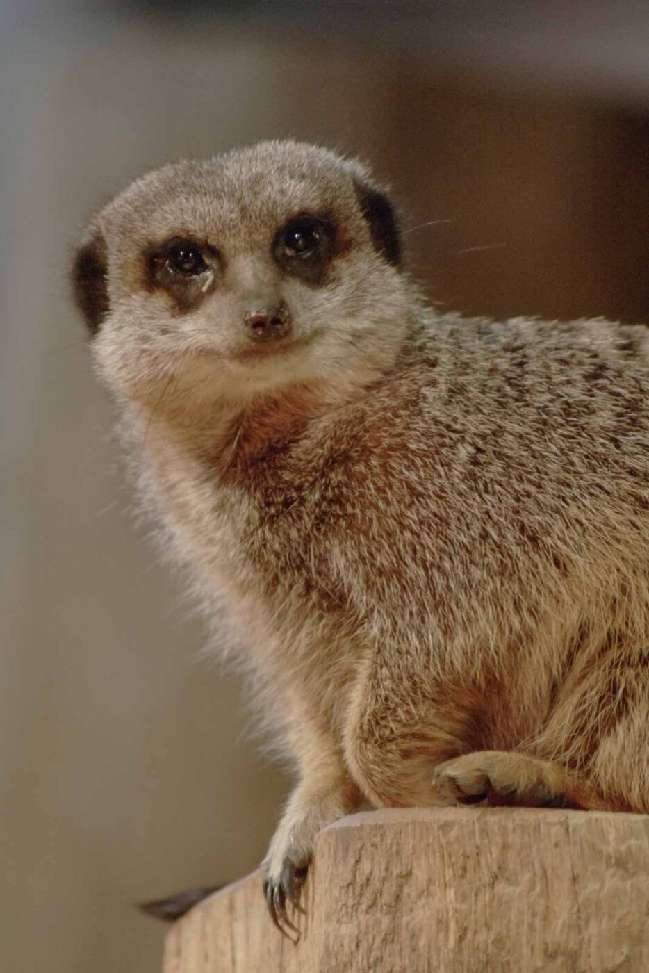 2016-02-02 - Allwetterzoo Münster