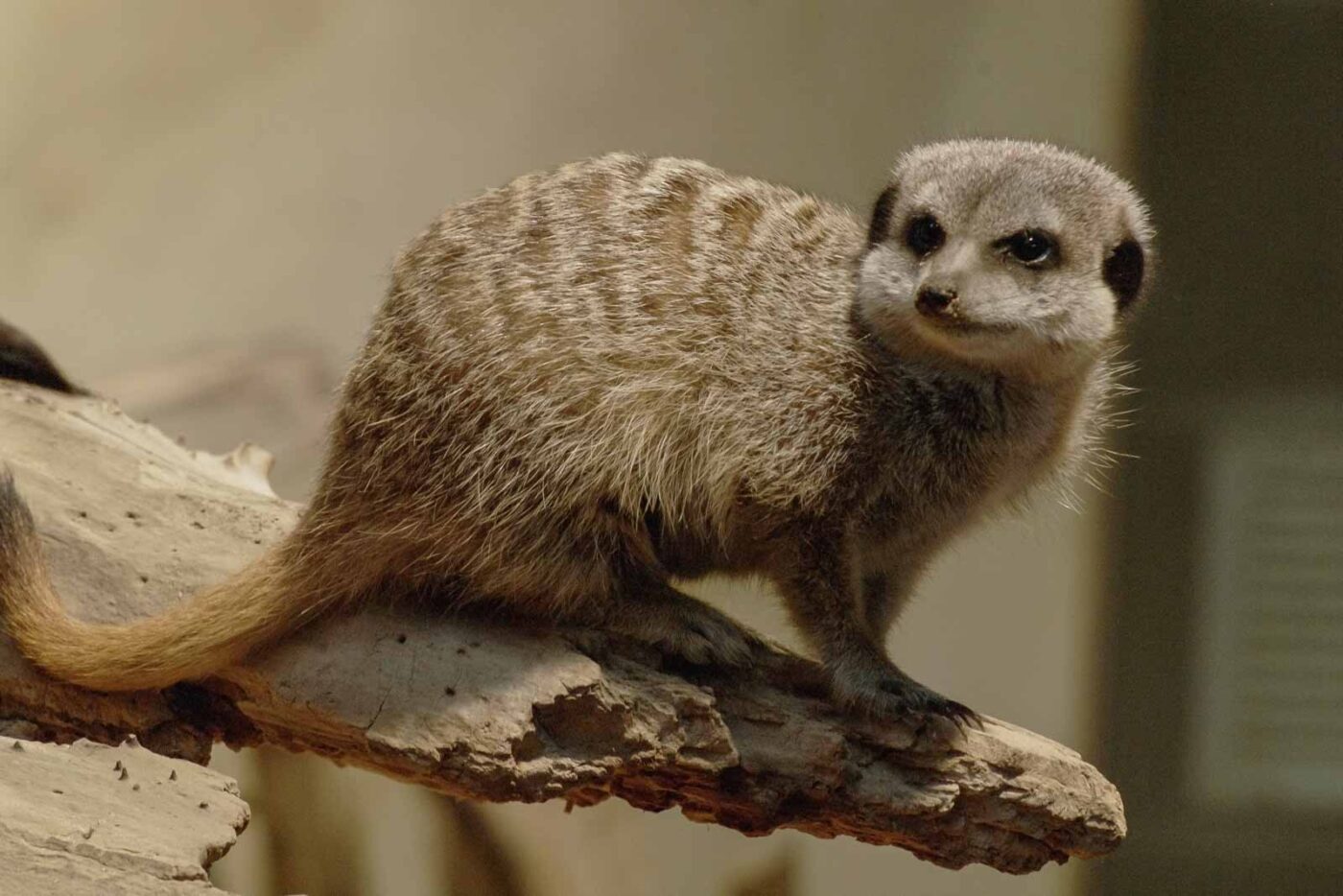 2016-02-02 - Allwetterzoo Münster