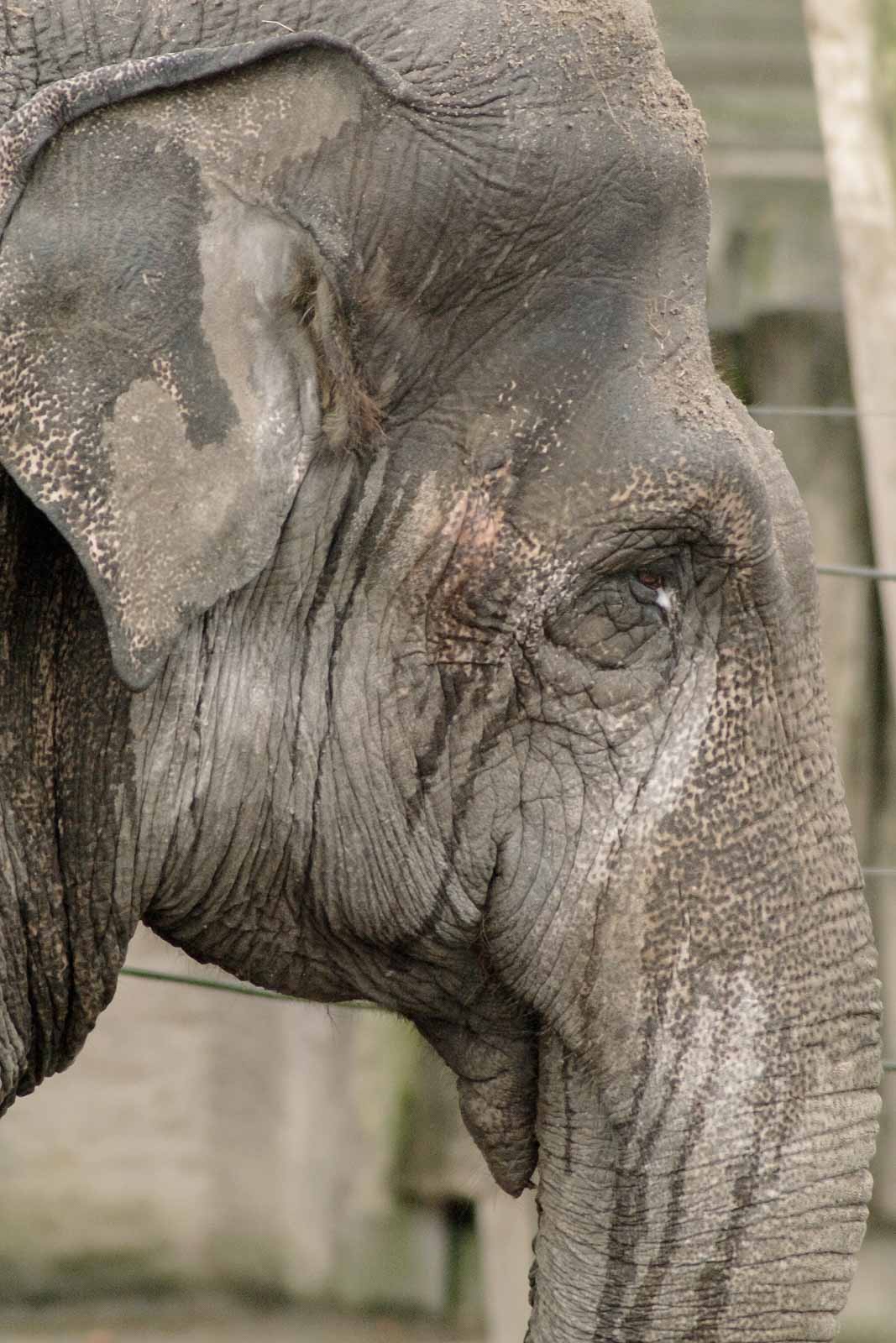 °elefant°