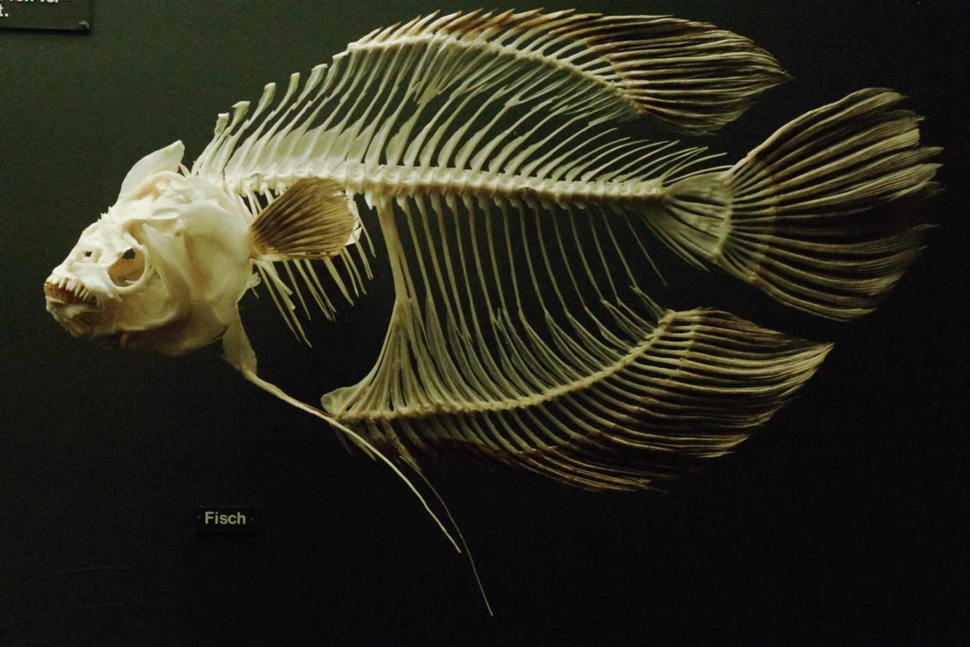 2016-02-02 - Allwetterzoo Münster