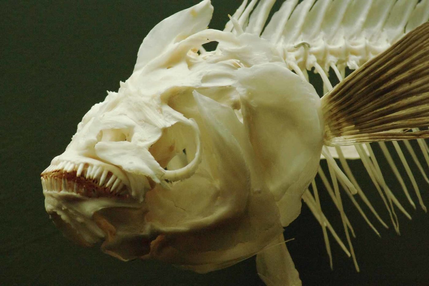 2016-02-02 - Allwetterzoo Münster