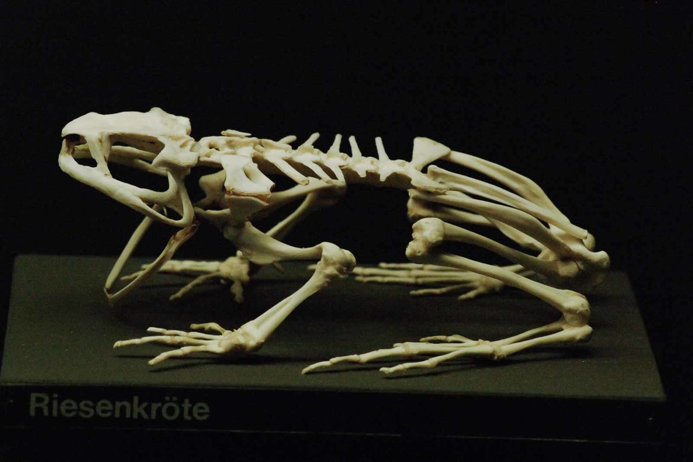 2016-02-02 - Allwetterzoo Münster