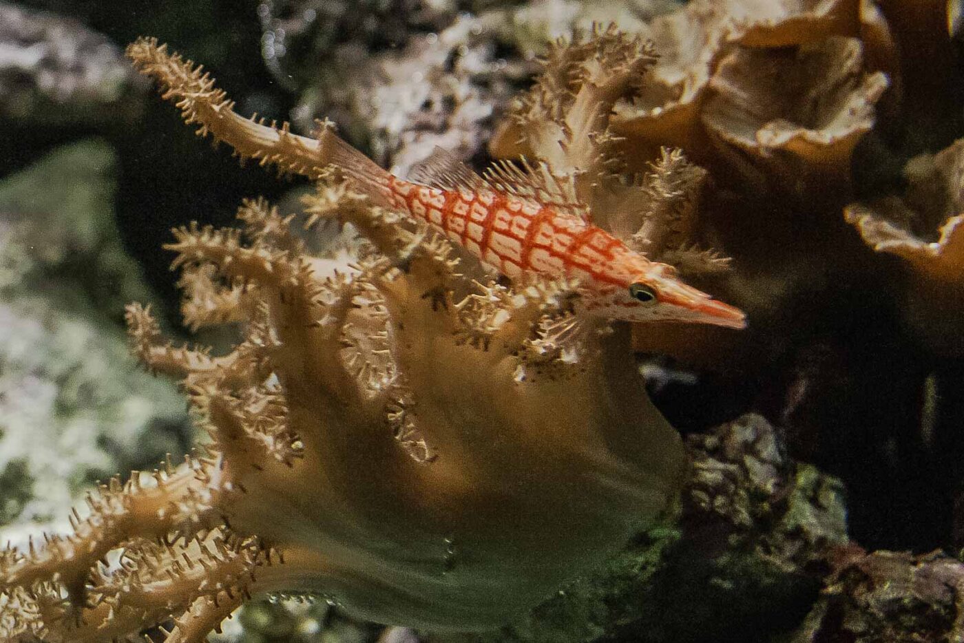 2016-02-02 - Allwetterzoo Münster