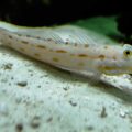 2016-02-02 - Allwetterzoo Münster