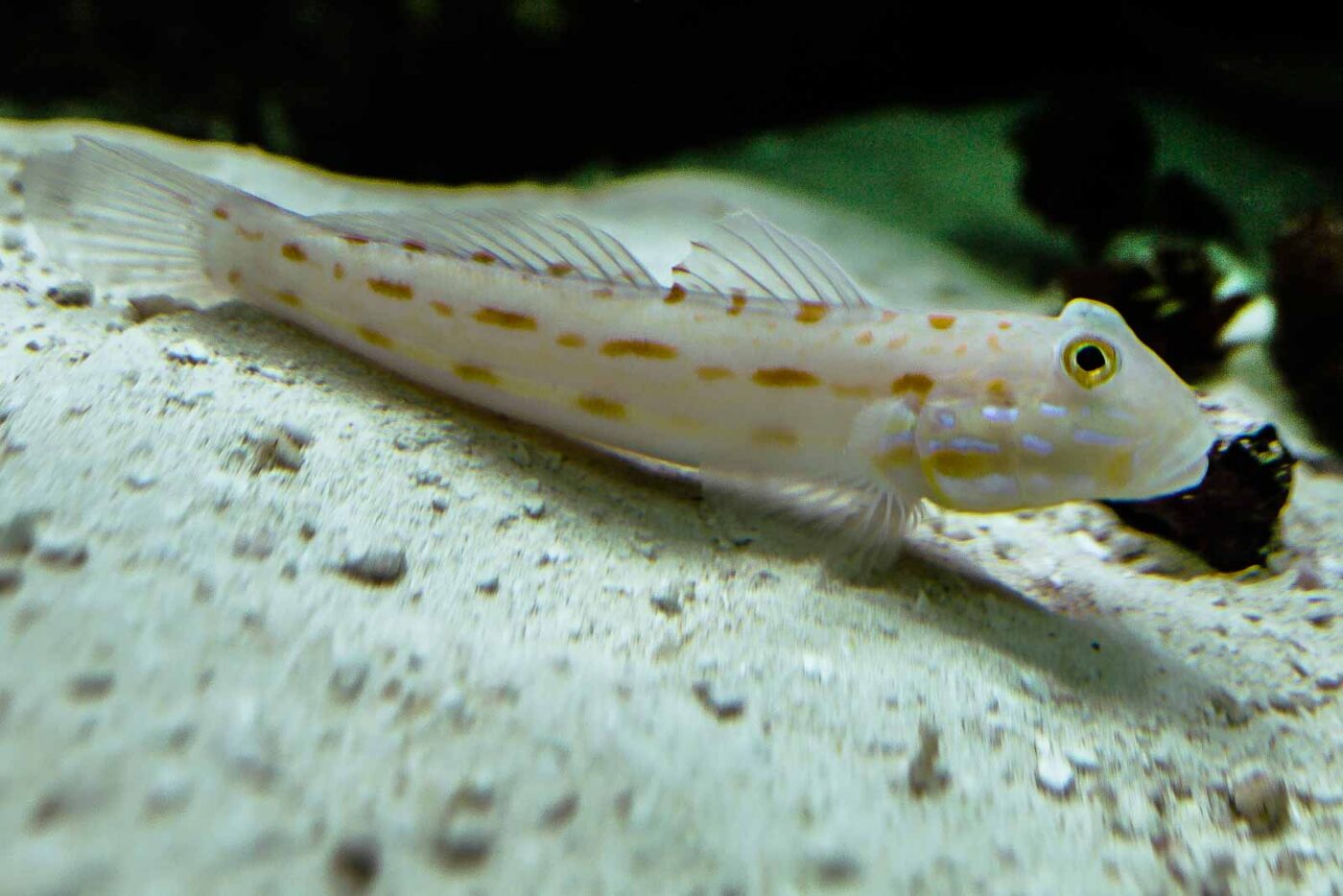 2016-02-02 - Allwetterzoo Münster