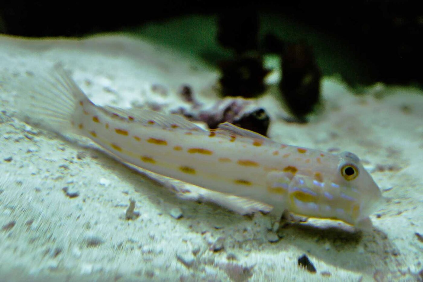 2016-02-02 - Allwetterzoo Münster