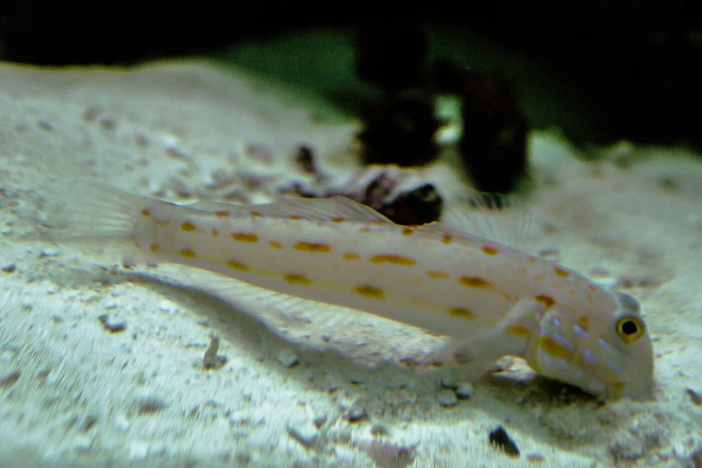 2016-02-02 - Allwetterzoo Münster