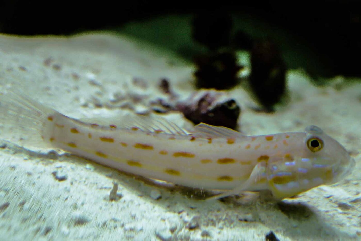 2016-02-02 - Allwetterzoo Münster