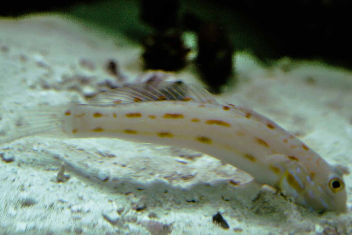 2016-02-02 - Allwetterzoo Münster