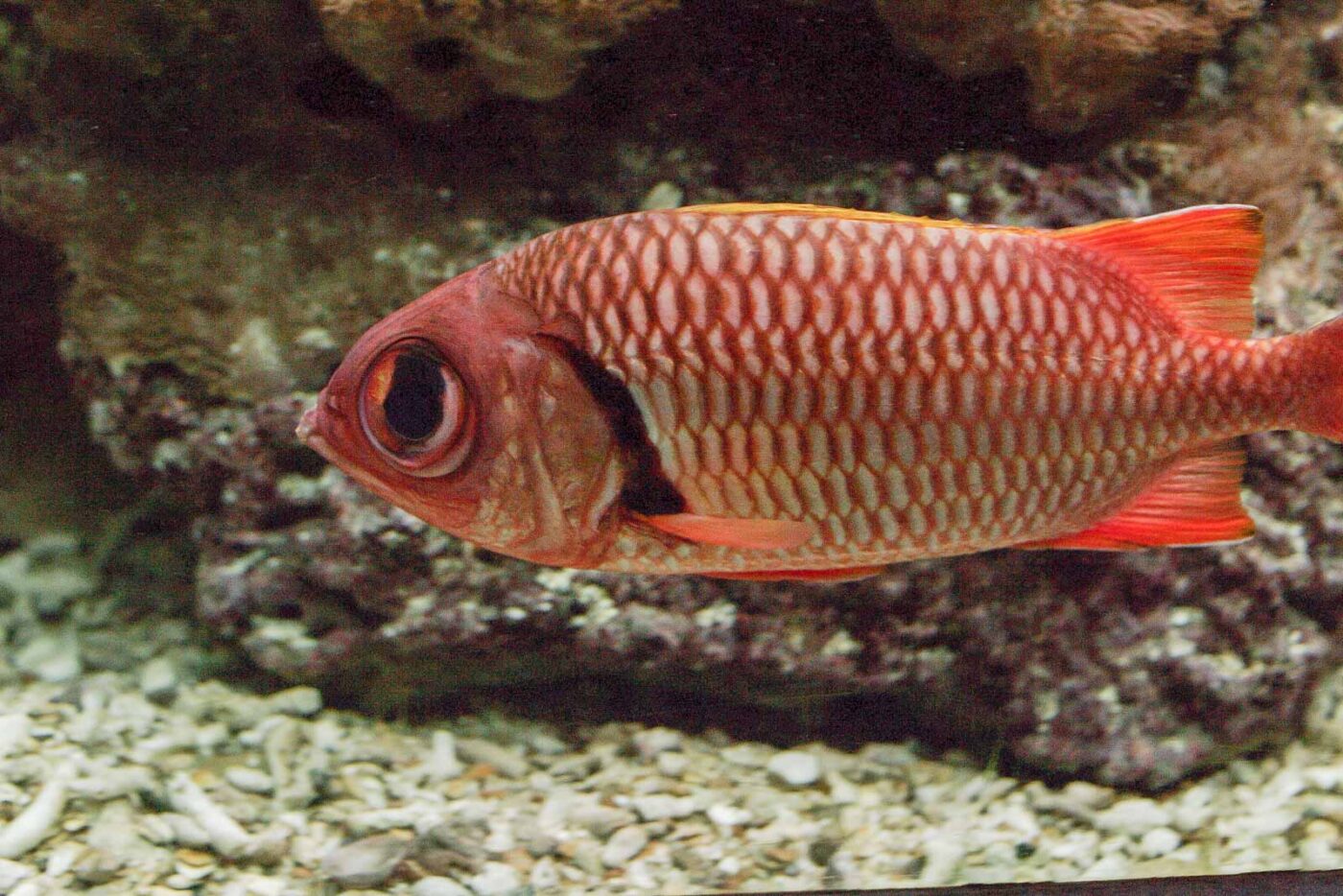 2016-02-02 - Allwetterzoo Münster