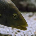 2016-02-02 - Allwetterzoo Münster