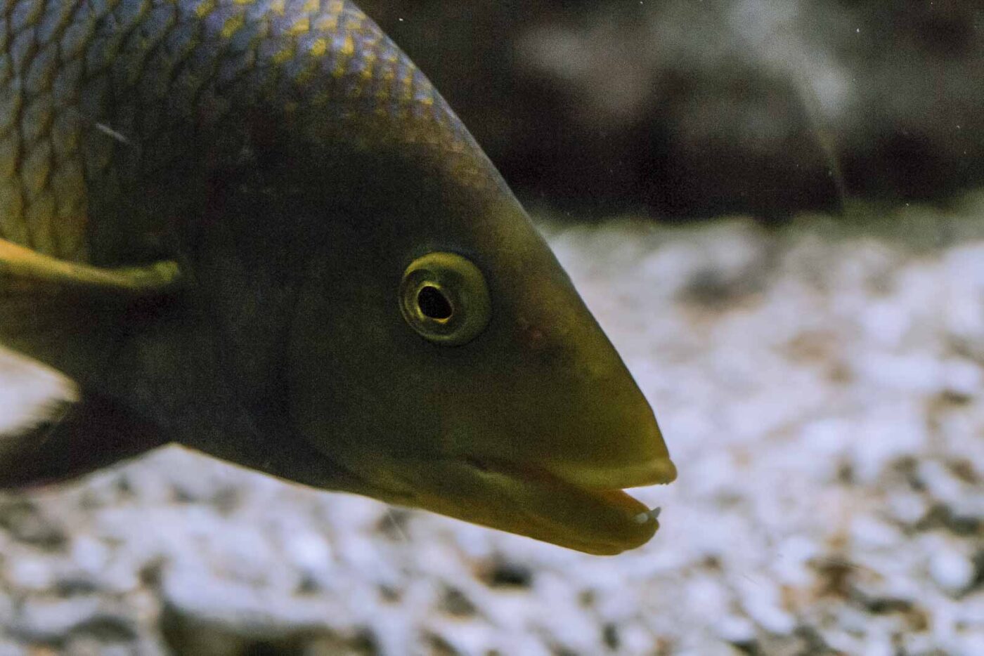 2016-02-02 - Allwetterzoo Münster