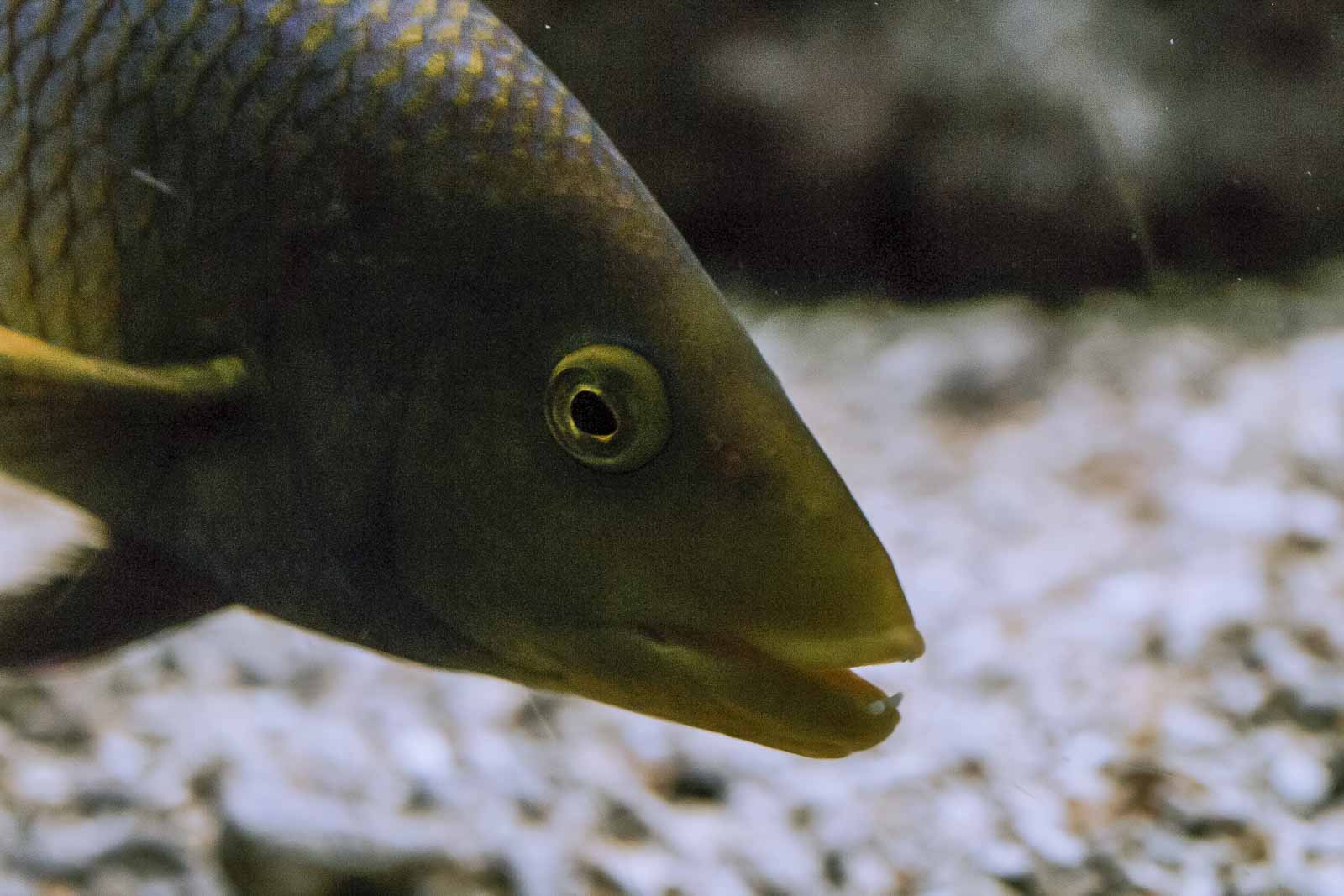 °spanischer schweinslippfisch°