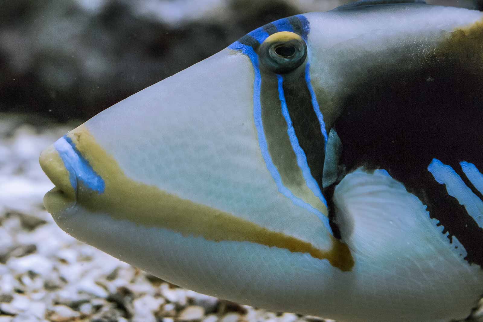 °kugelfische°