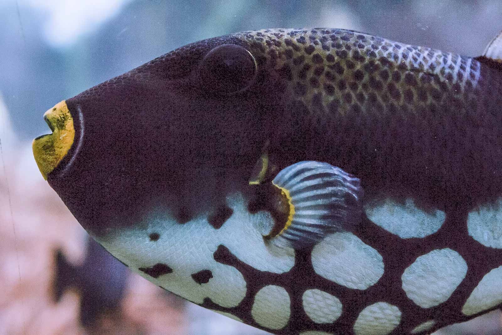 °leopard drückerfisch°
