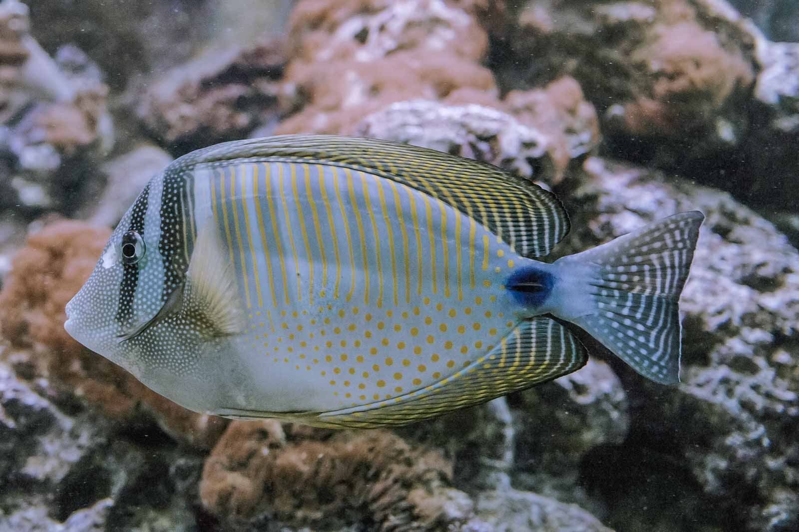 °westlicher segelflossen doktorfisch°