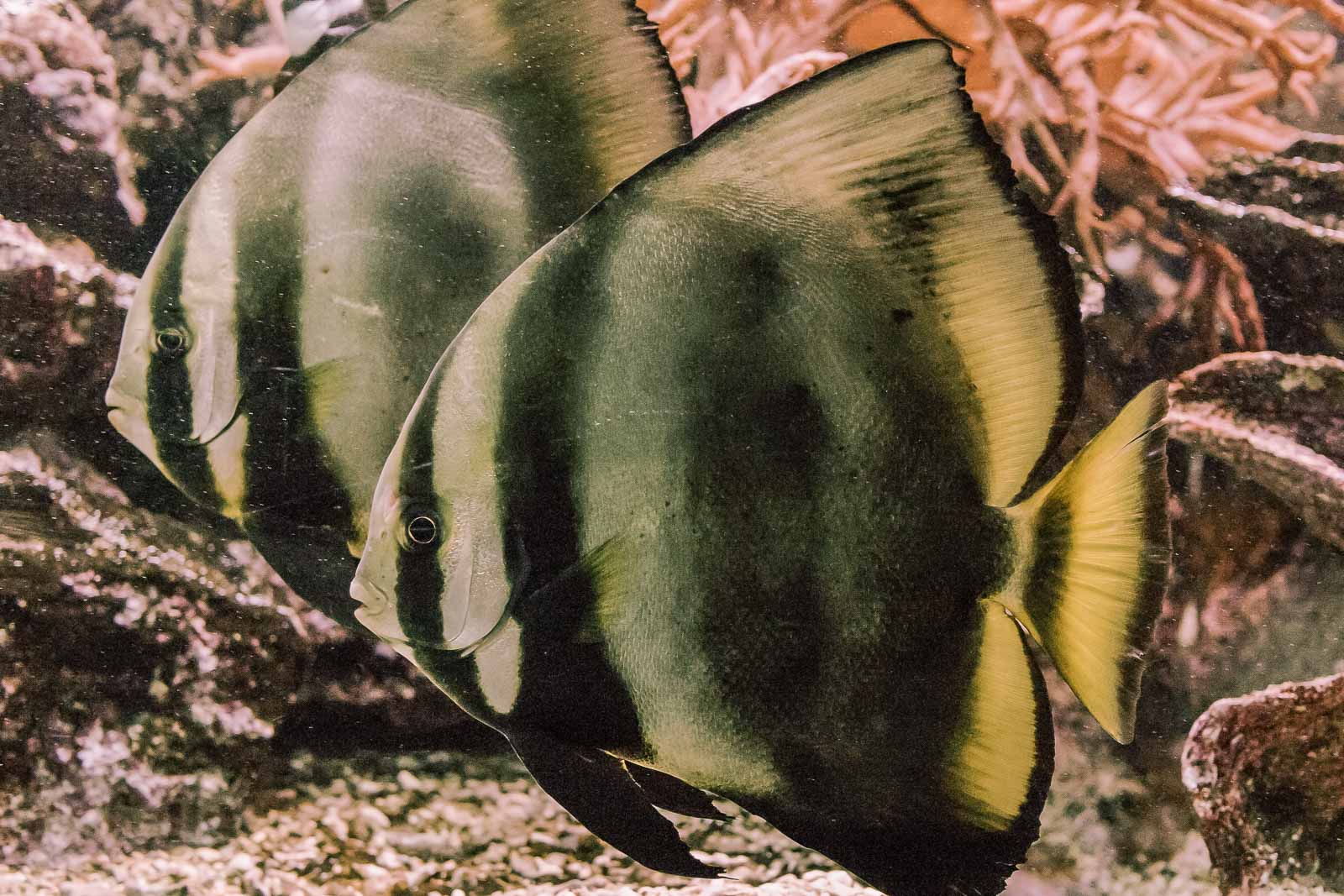 °fledermausfische°