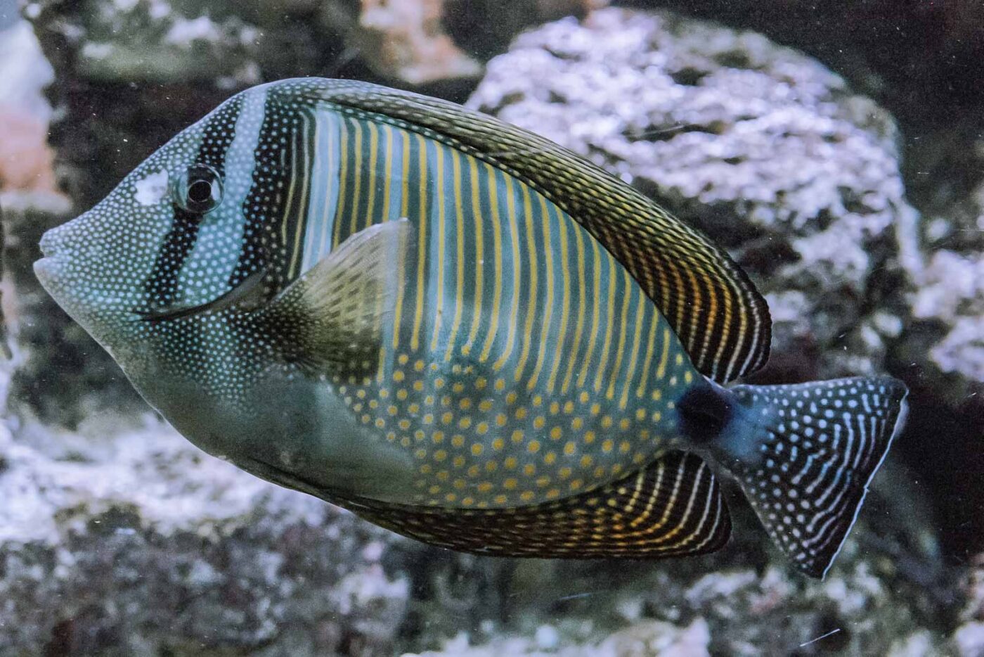 2016-02-02 - Allwetterzoo Münster