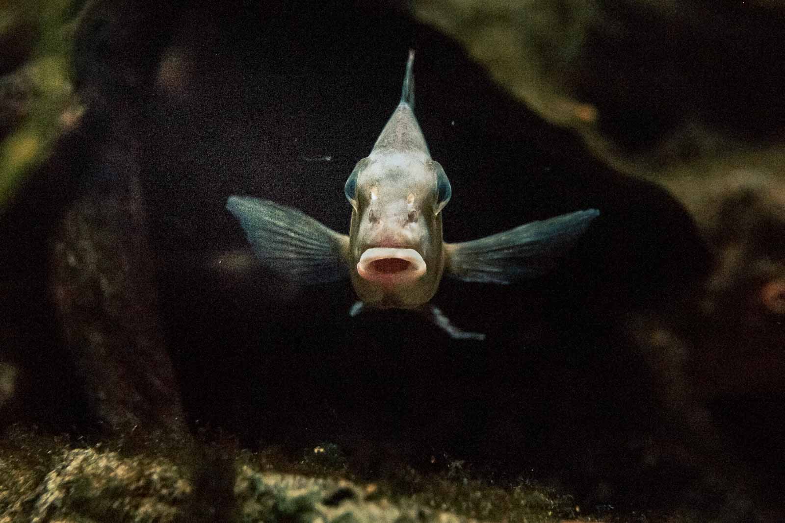 °maulbrüter buntbarsch°