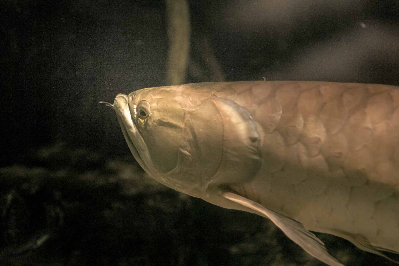 2016-02-02 - Allwetterzoo Münster