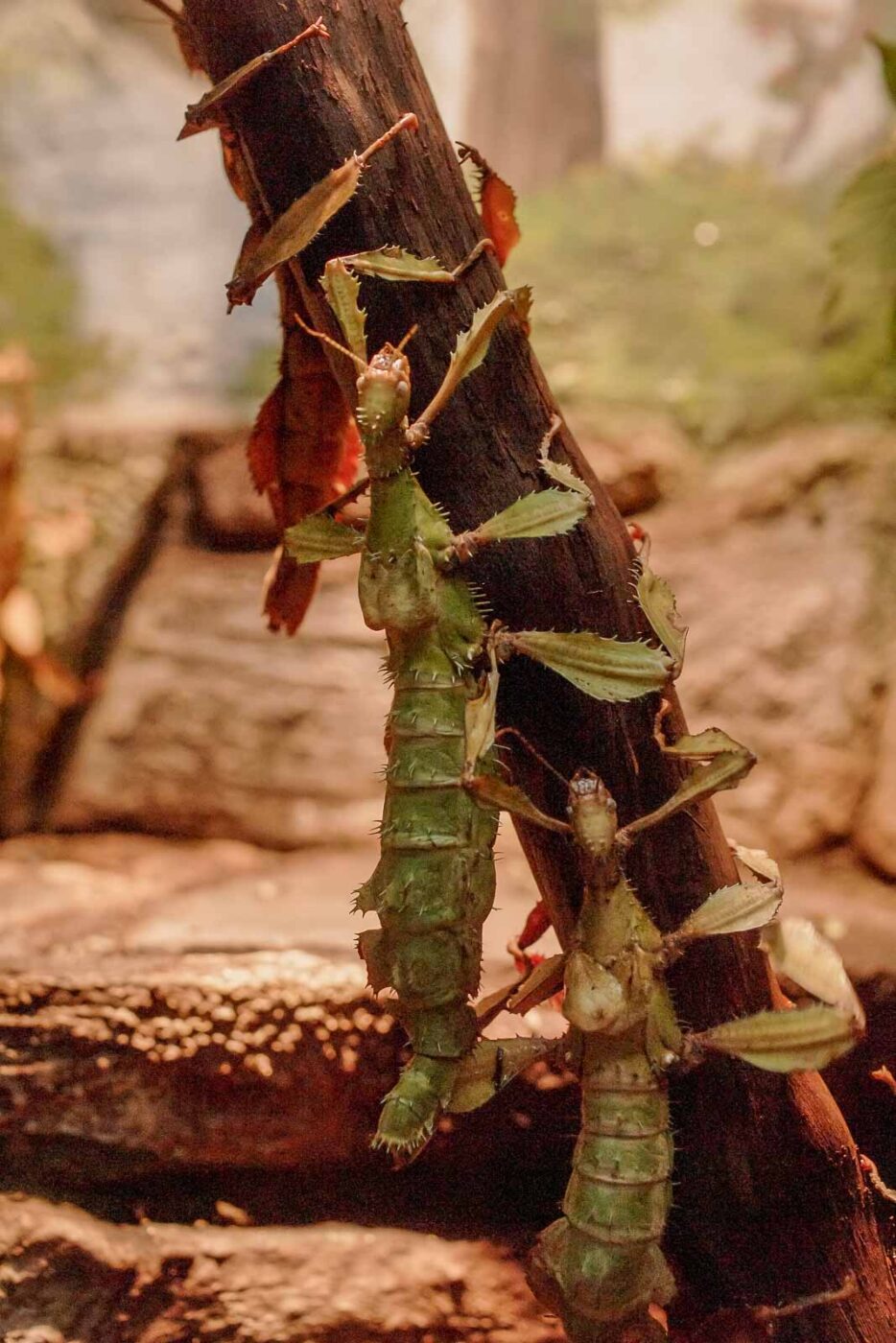 2016-02-02 - Allwetterzoo Münster