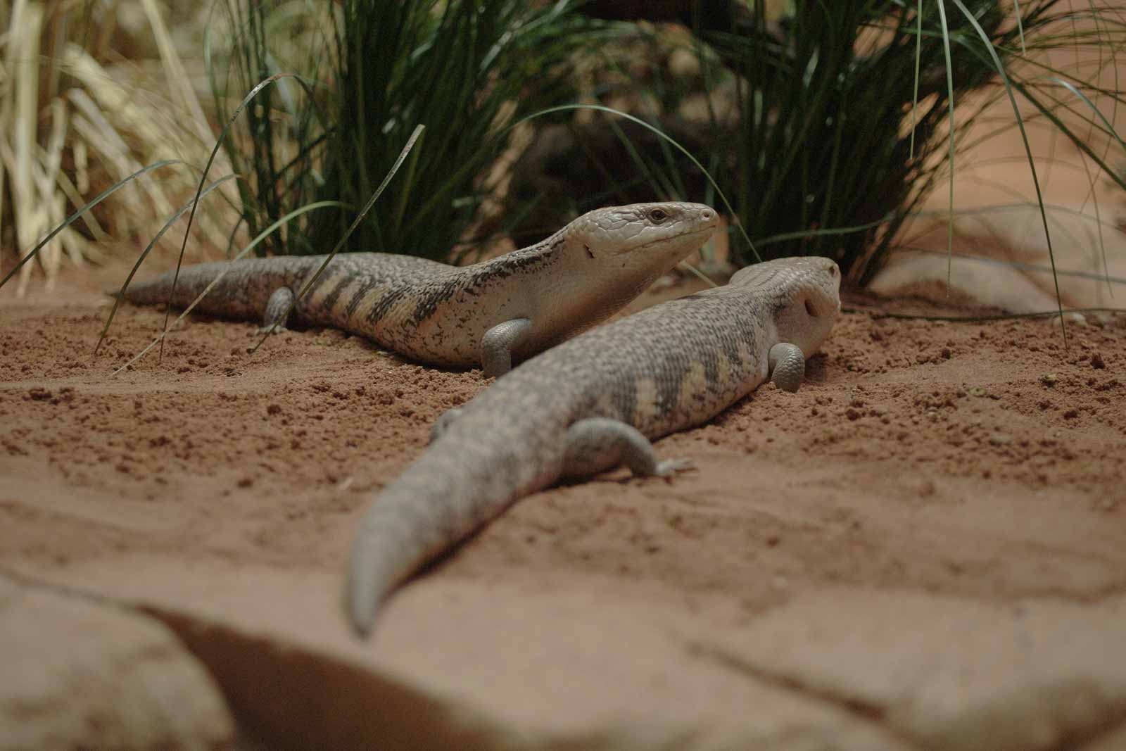 °2016-02-06 – Blauzungenskink – drunter und drüber°