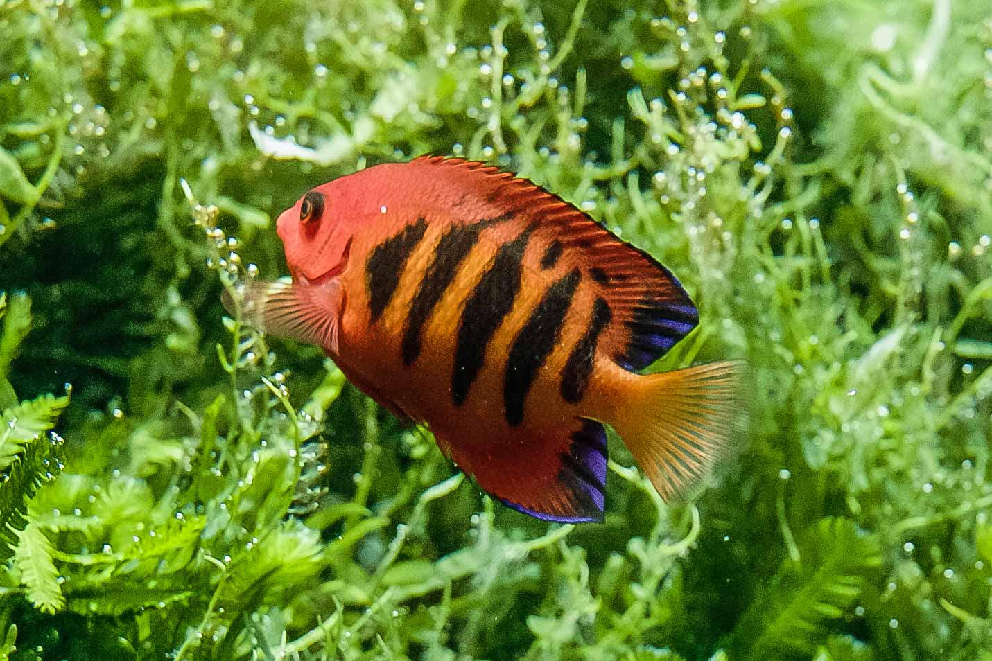 °kaiserfische°
