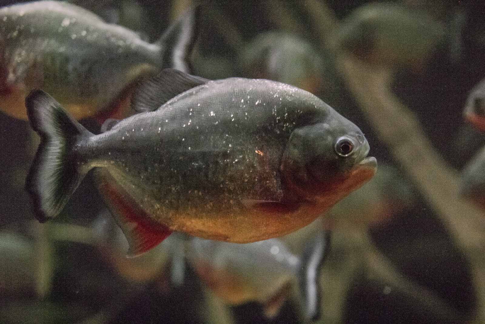 °piranha°