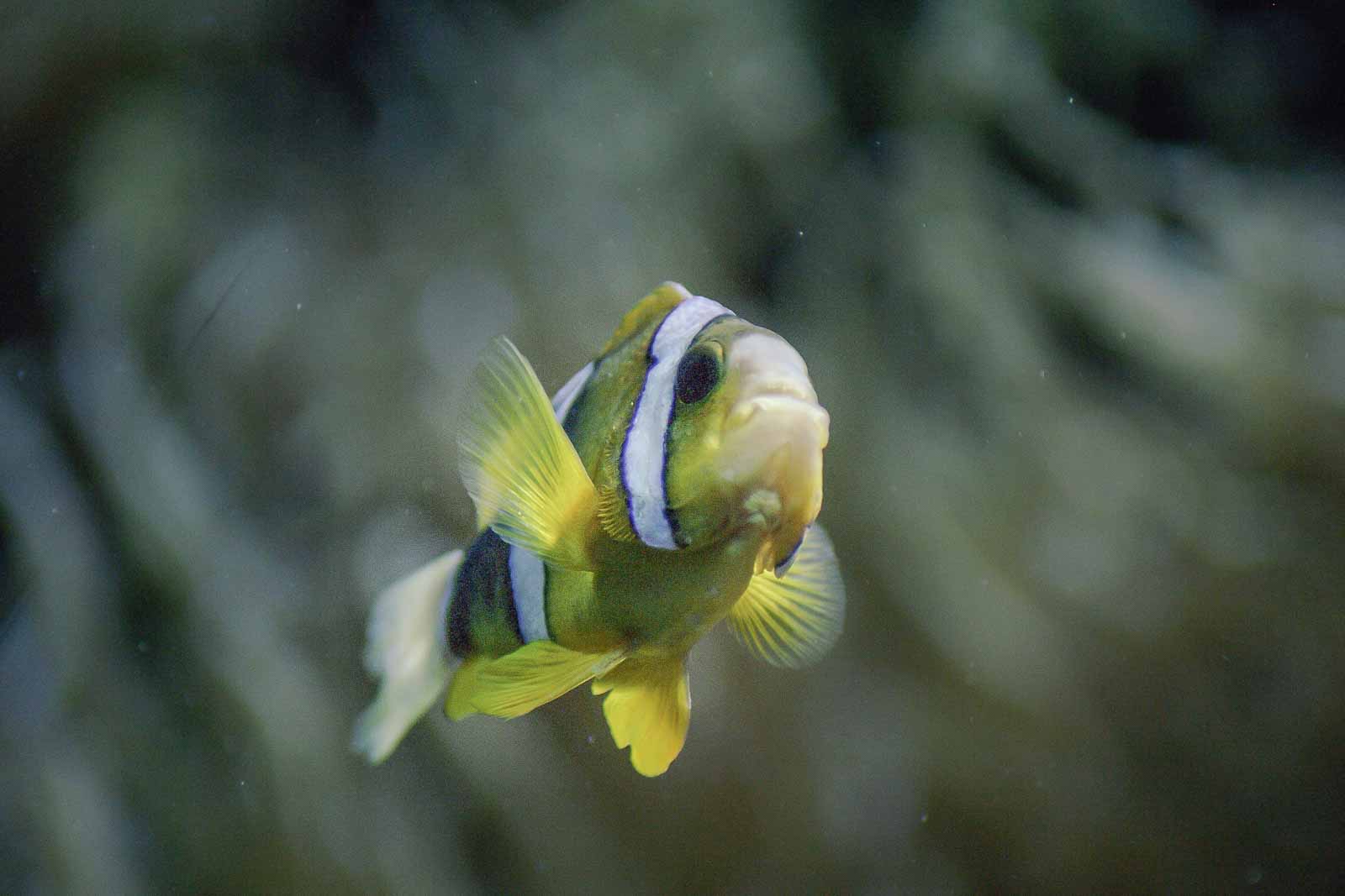 °clark’s anemonenfisch°