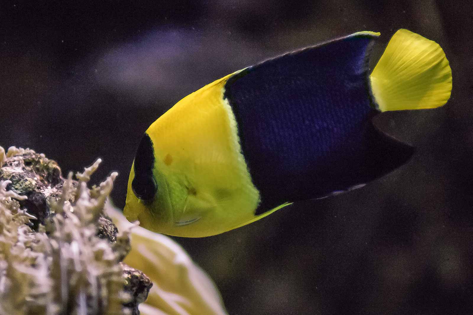 °blaugelber zwergkaiserfisch°