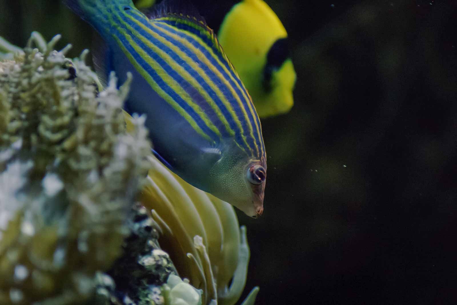°sechsstreifen lippfisch°