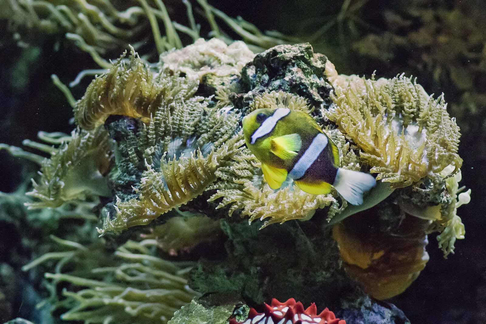 °anemonenfische°