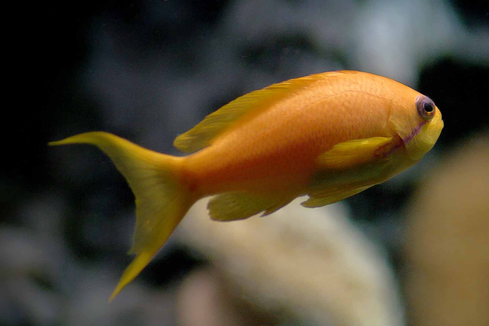 °harems fahnenbarsch°