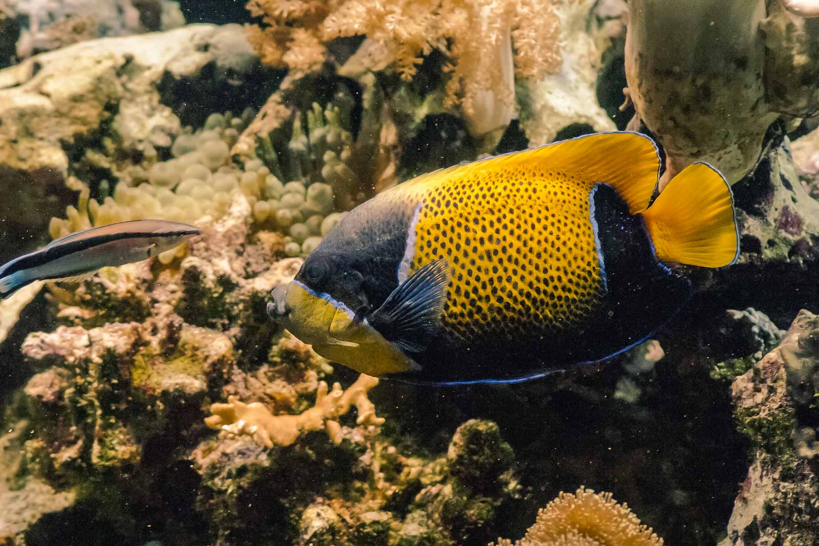 °2016-02-09 – Tierpark Bochum – Putzerfisch putzt Fisch°