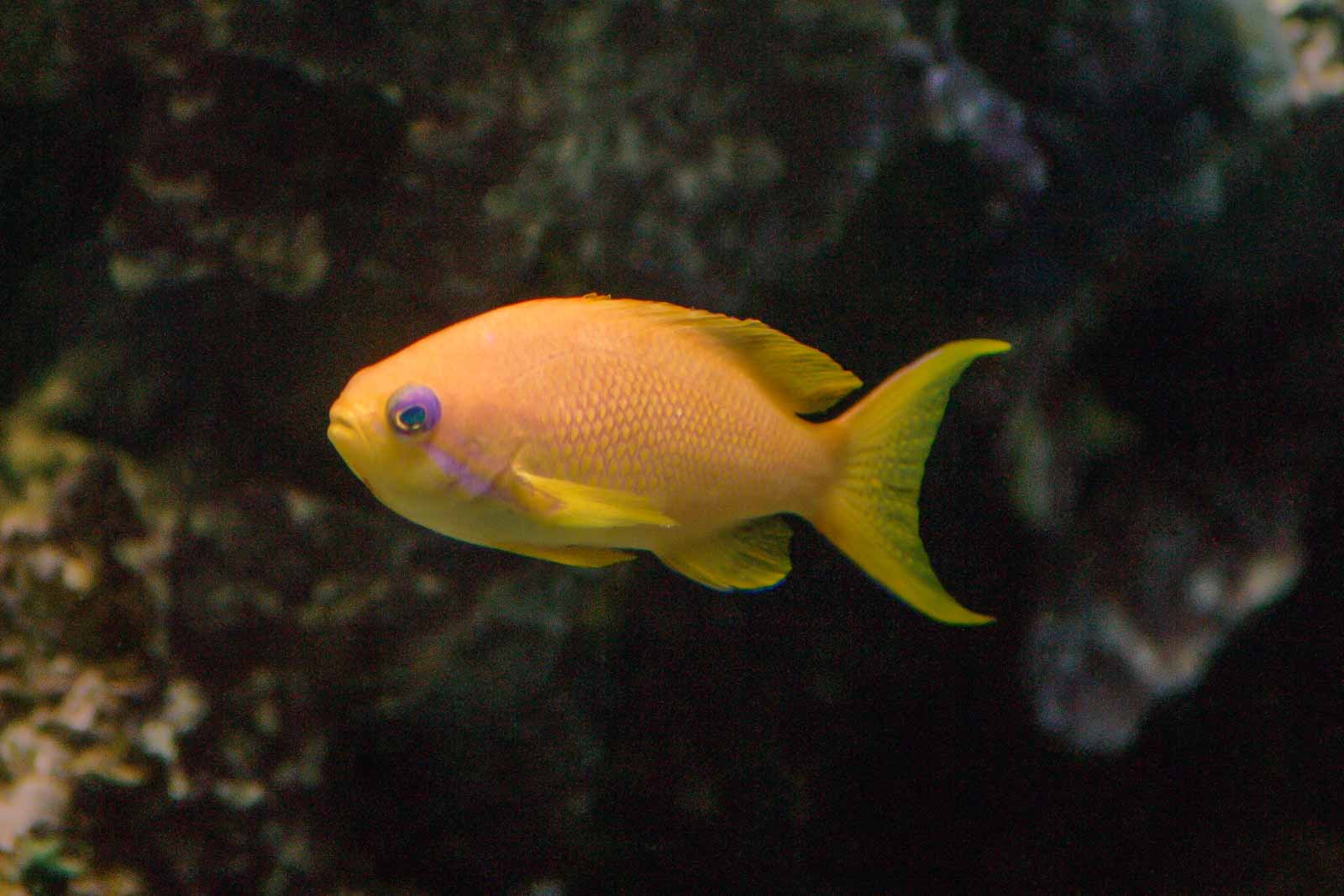 °juwelen fahnenbarsch°