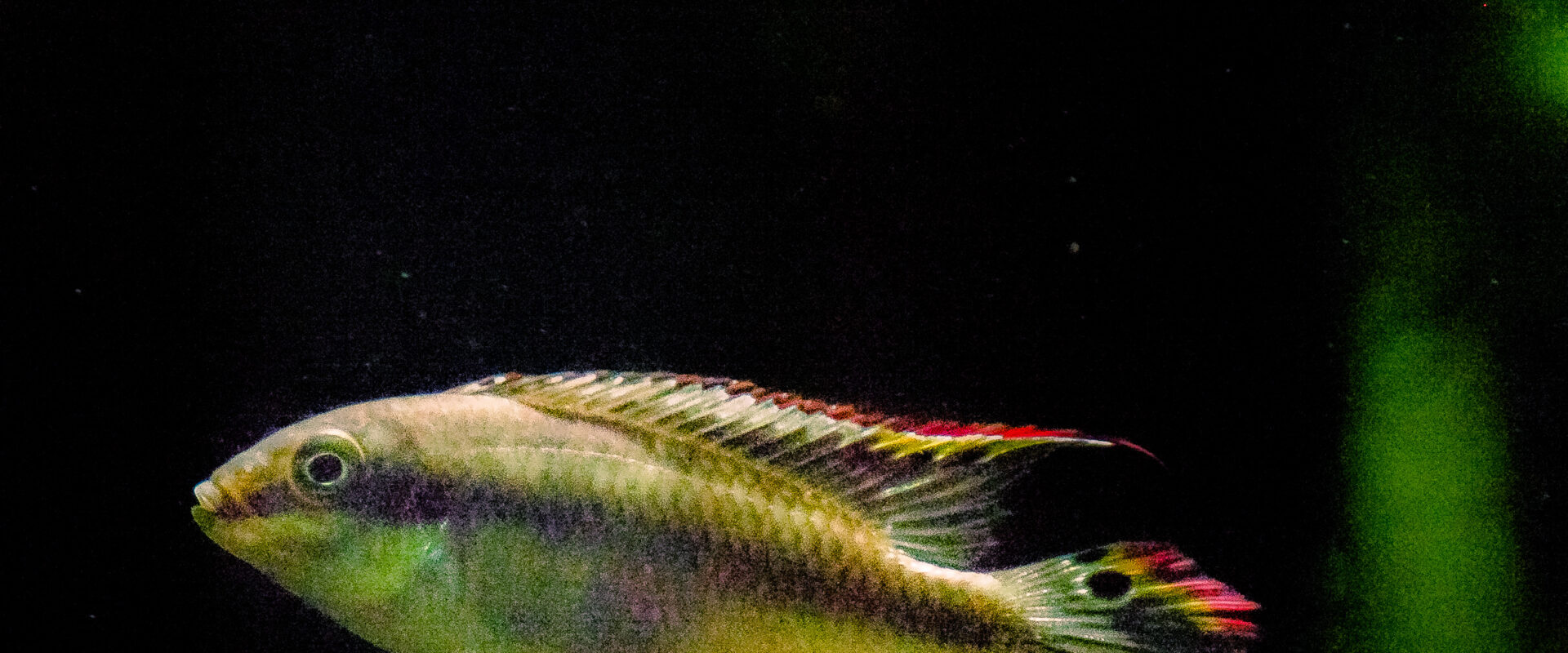 °purpur prachtbarsch°