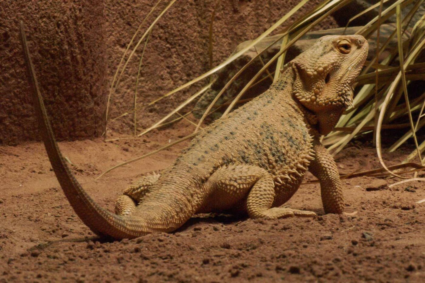 2016-02-11 - Tierpark und Fossilium Bochum