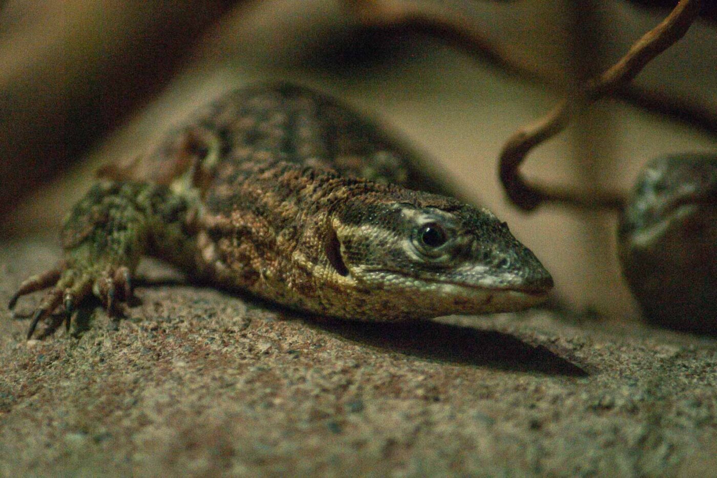 2016-02-11 - Tierpark und Fossilium Bochum