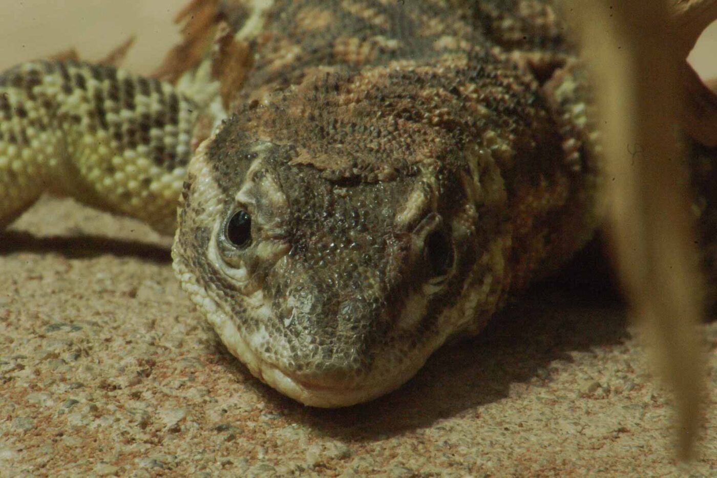 2016-02-11 - Tierpark und Fossilium Bochum