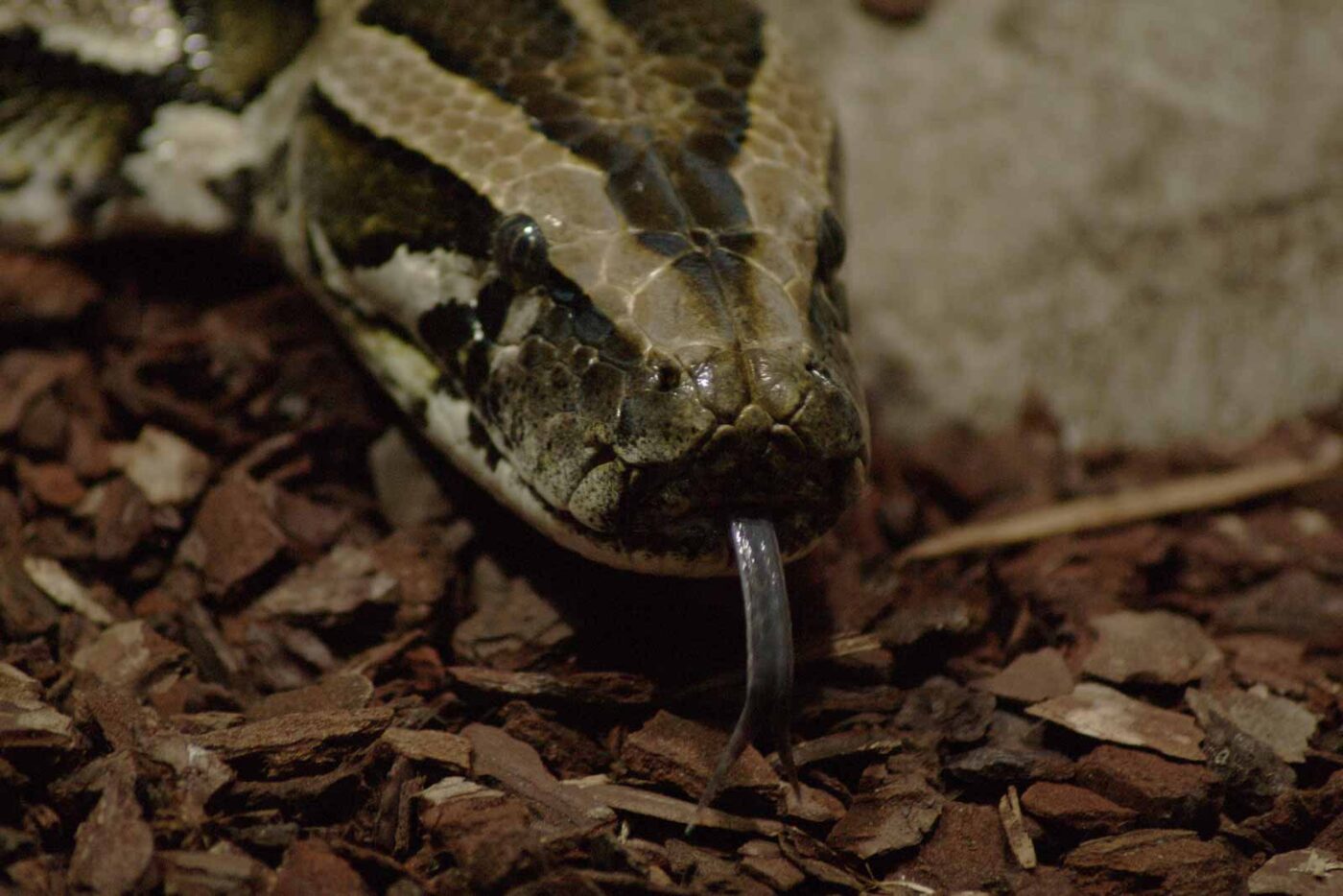 2016-02-17 - Tierpark und Fossilium Bochum