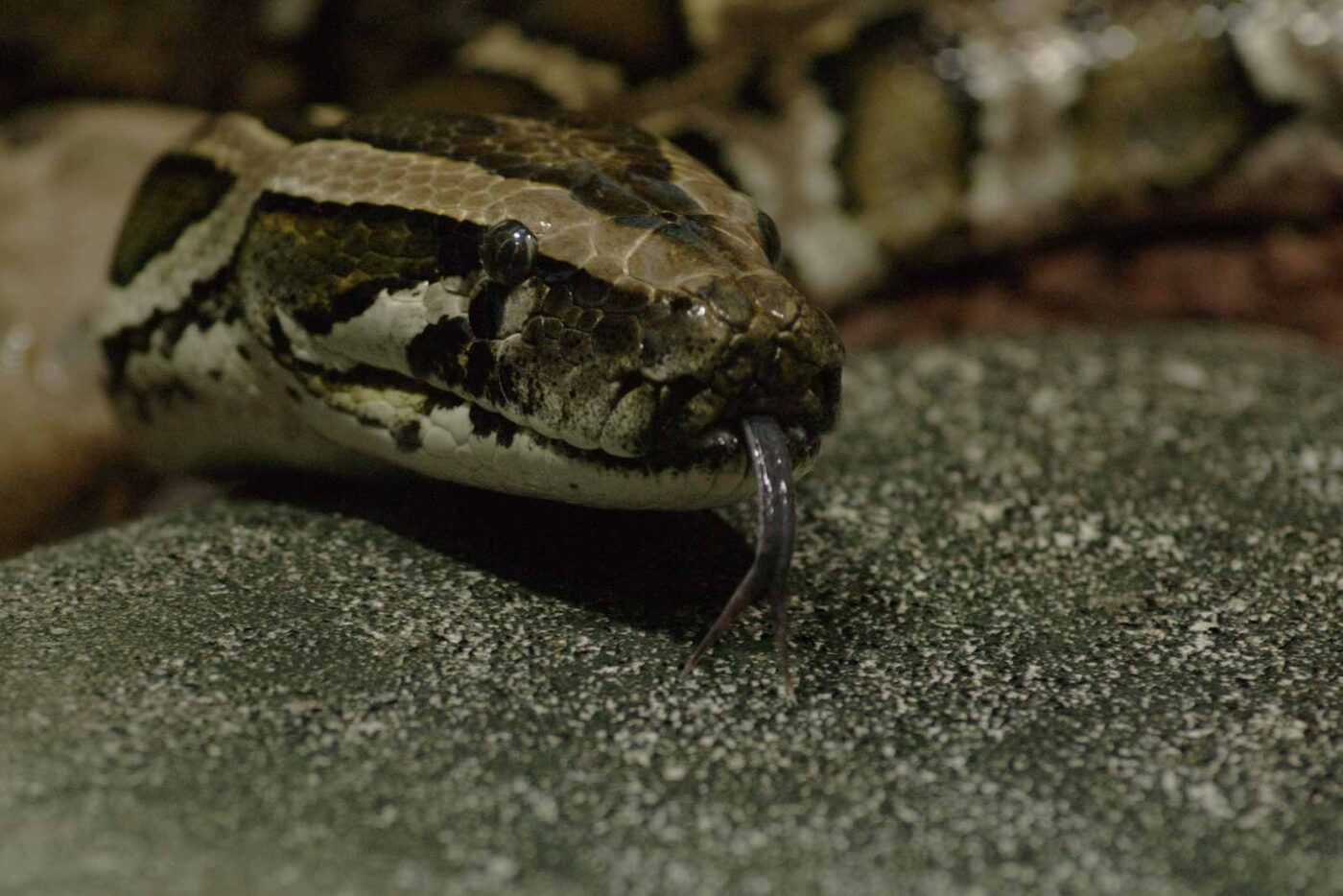 2016-02-17 - Tierpark und Fossilium Bochum