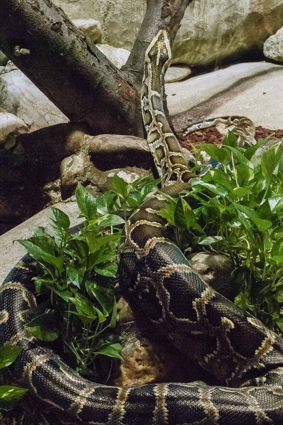 2016-02-17 - Tierpark und Fossilium Bochum