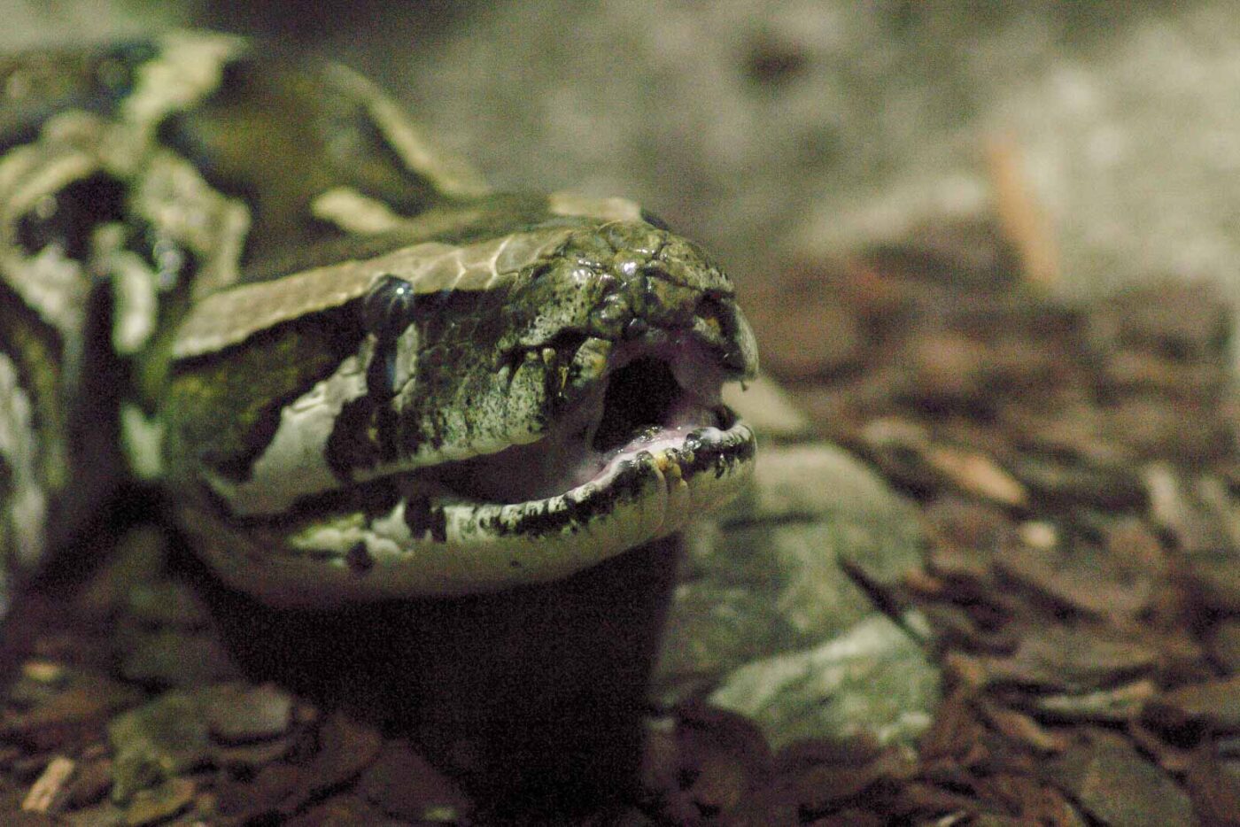 2016-02-17 - Tierpark und Fossilium Bochum